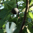figues (4).gif Fig pickings